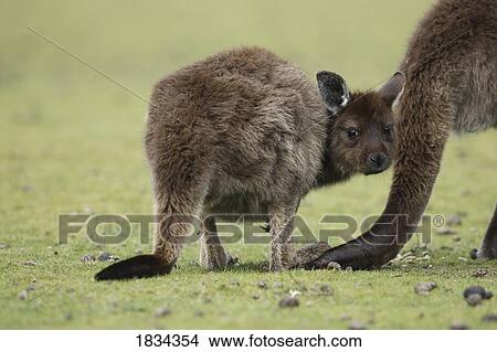 Picture - Eastern Grey Kangaroo, Marcropus cinereus, Kangaroo Island, Australia. Fotosearch