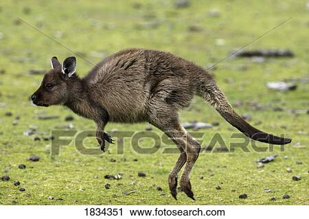 Stock Image - Eastern Grey Kangaroo, Marcropus cinereus, Kangaroo Island, Australia. Fotosearch