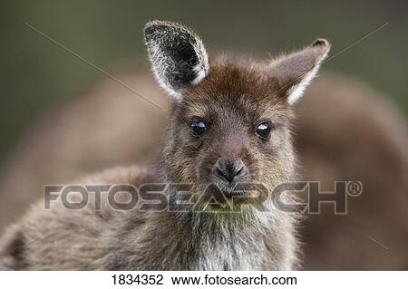 Stock Image - Eastern Grey Kangaroo, Marcropus cinereus, Kangaroo Island, Australia. Fotosearch
