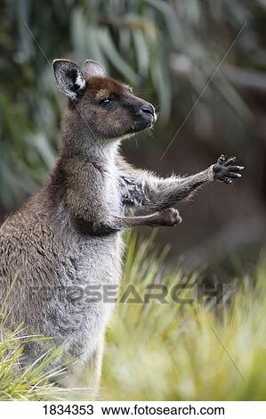 Eastern Grey Kangaroo, Marcropus cinereus, Australia View Large Photo Image Stock Image - Eastern Grey Kangaroo, Marcropus cinereus, Australia. Fotosearch