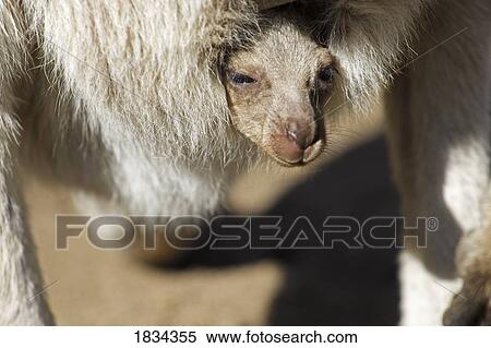 Eastern Grey Kangaroo, Marcropus cinereus, Kangaroo Island, Australia View Large Photo Image Stock Photography - Eastern Grey Kangaroo, Marcropus cinereus, Kangaroo Island, Australia. Fotosearch