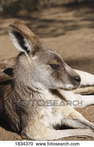 Stock Image - Eastern Grey Kangaroo. Fotosearch