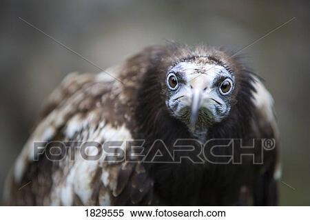 Egyptian Vulture (Neophron percnopterus) View Large Photo Image Stock Photography - Egyptian Vulture (Neophron percnopterus). Fotosearch