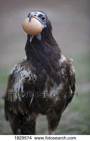 Picture - Egyptian Vulture (Neophron percnopterus) cracking an egg, Pokhara, Nepal. Fotosearch