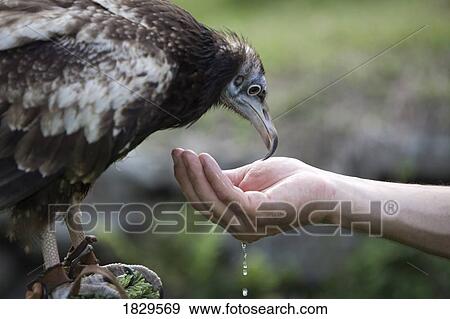 Egyptian vulture (Neophron percnopterus) drinking from man's hand View Large Photo Image Stock Photo - Egyptian vulture (Neophron percnopterus) drinking from man's hand. Fotosearch