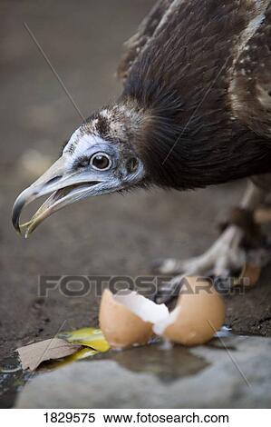 Egyptian vulture (Neophron percnopterus) eating an egg, Pokhara, Nepal View Large Photo Image Stock Photography - Egyptian vulture (Neophron percnopterus) eating an egg, Pokhara, Nepal. Fotosearch