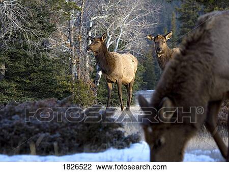 Elk (Cervus canadensis) View Large Photo Image Stock Image - Elk (Cervus canadensis). Fotosearch