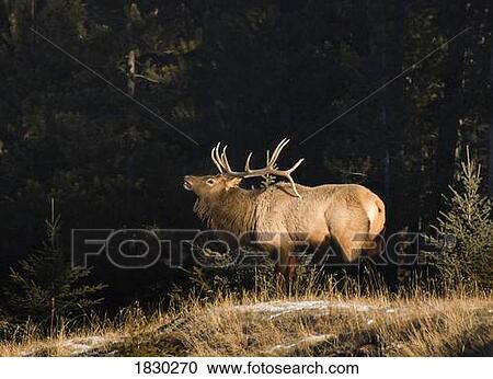 Elk in forest, Banff National Park, Alberta, Canada View Large Photo Image Stock Image - Elk in forest, Banff National Park, Alberta, Canada. Fotosearch