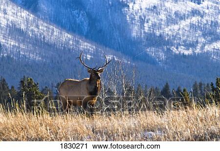 Elk in forest, Banff National Park, Alberta, Canada View Large Photo Image Stock Image - Elk in forest, Banff National Park, Alberta, Canada. Fotosearch