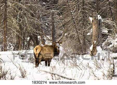 Elk in winter forest, Banff National Park, Alberta, Canada View Large Photo Image Picture - Elk in winter forest, Banff National Park, Alberta, Canada. Fotosearch
