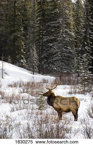 Elk in winter forest, Banff National Park, Alberta, Canada View Large Photo Image Stock Photography - Elk in winter forest, Banff National Park, Alberta, Canada. Fotosearch