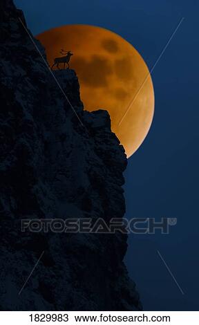 Stock Image - Elk on cliff with full moon behind. Fotosearch