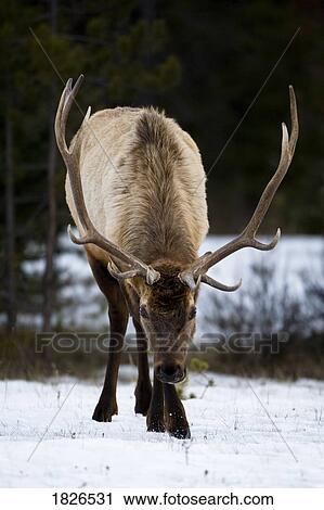Elk View Large Photo Image Stock Image - Elk. Fotosearch