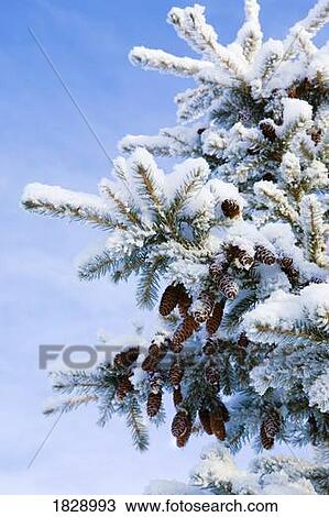 Evergreen tree covered in frost and snow View Large Photo Image Stock Image - Evergreen tree covered in frost and snow. Fotosearch