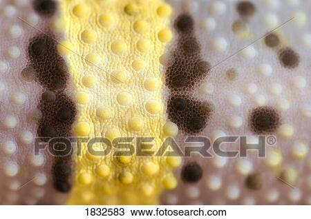 Extreme Close Up Of A Baby Leopard Gecko Skin View Large Photo Image Stock Image - Extreme Close Up Of A Baby Leopard Gecko Skin. Fotosearch