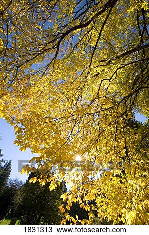 Stock Image - Fall colored leaves on a tree, Happy Valley, Oregon, USA. Fotosearch
