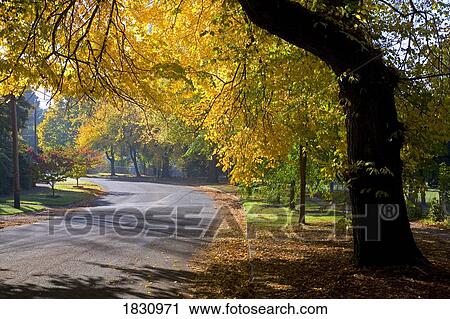 Fall colors along street, Portland, Oregon, USA View Large Photo Image Stock Image - Fall colors along street, Portland, Oregon, USA. Fotosearch