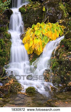 Fall colors in Crystal Springs Falls, Oregon, USA View Large Photo Image Stock Image - Fall colors in Crystal Springs Falls, Oregon, USA. Fotosearch