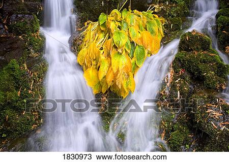 Fall colors in Crystal Springs Falls, Oregon, USA View Large Photo Image Stock Image - Fall colors in Crystal Springs Falls, Oregon, USA. Fotosearch