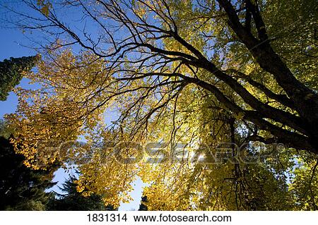 Picture - Fall colors on a tree, Happy Valley, Oregon, USA. Fotosearch