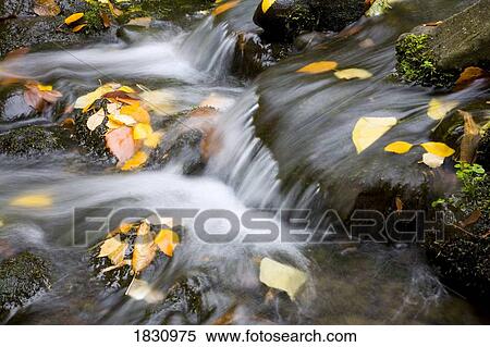 Stock Photography - Fall leaves in rushing water. Fotosearch