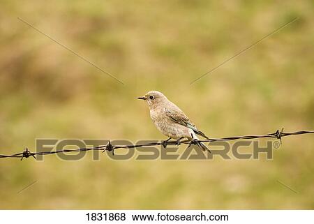 Stock Photo - Female mountain bluebird on a fence wire . Fotosearch