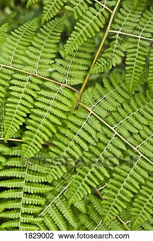 Fern View Large Photo Image Stock Image - Fern. Fotosearch