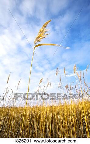 Stock Image - Field from a low angle. Fotosearch