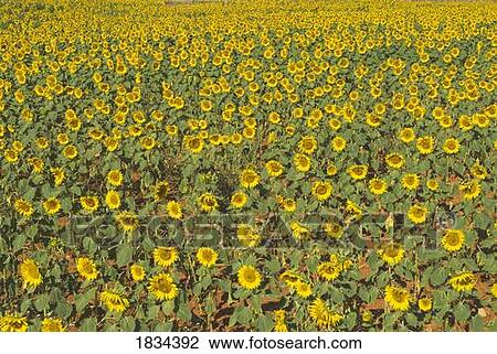 Stock Image - Field of sunflowers, Andalucia, Spain . Fotosearch