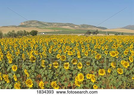 Stock Image - Field of sunflowers, Andalucia, Spain . Fotosearch