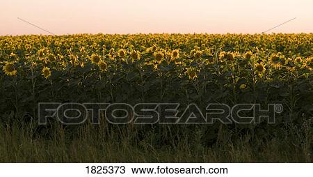 Stock Image - Field of sunflowers, Manitoba, Canada. Fotosearch