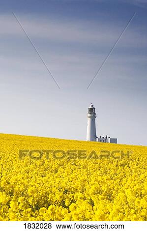 Stock Photo - Field of yellow flowers, lighthouse. Fotosearch