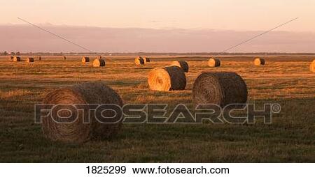 Stock Photo - Fields with hay bales. Fotosearch