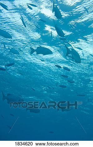 Stock Image - Fish underwater. Fotosearch