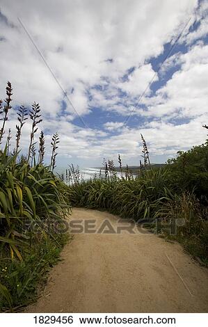 Stock Photograph - Flax growing alongside a pathway, Muriwai beach, New Zealand. Fotosearch