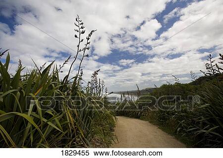 Stock Photography - Flax growing alongside a pathway, Muriwai beach, New Zealand. Fotosearch