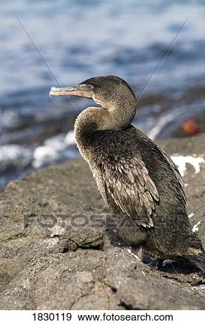 Flightless Cormorant on rock View Large Photo Image Stock Photo - Flightless Cormorant on rock. Fotosearch