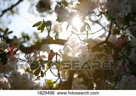 Flower blossoms on a tree View Large Photo Image Stock Photograph - Flower blossoms on a tree. Fotosearch