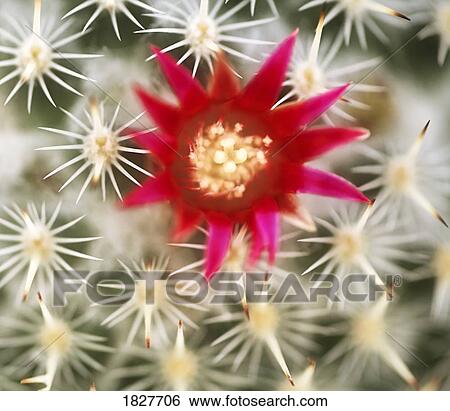 Flower on a cactus View Large Photo Image Stock Photograph - Flower on a cactus. Fotosearch