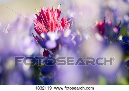 Stock Photo - Flowers In Mt. Rainier National Park, Washington, USA. Fotosearch