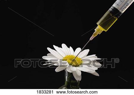 Fluid being injected into daisy View Large Photo Image Stock Image - Fluid being injected into daisy. Fotosearch