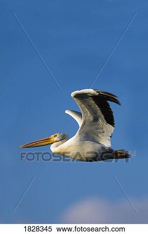 Flying Pelican View Large Photo Image Stock Photography - Flying Pelican. Fotosearch