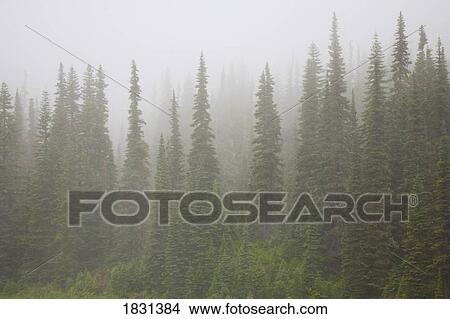 Picture - Foggy forest, Mount Rainier National Park, Washington State, USA. Fotosearch