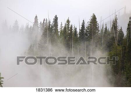 Foggy forest, Mount Rainier National Park, Washington, USA View Large Photo Image Stock Photograph - Foggy forest, Mount Rainier National Park, Washington, USA. Fotosearch