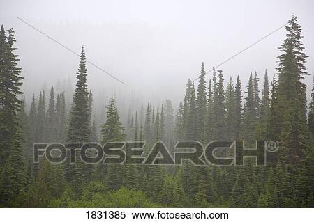 Stock Photography - Foggy forest, Mount Rainier National Park, Washington, USA. Fotosearch