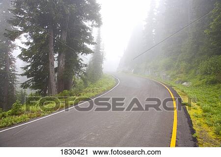 Foggy road, Mount Rainier National Park, Washington, USA View Large Photo Image Stock Image - Foggy road, Mount Rainier National Park, Washington, USA. Fotosearch