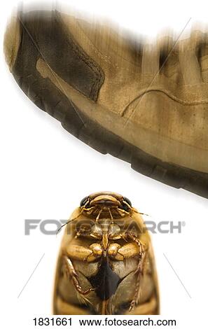 Foot stepping on a beetle View Large Photo Image Stock Image - Foot stepping on a beetle. Fotosearch