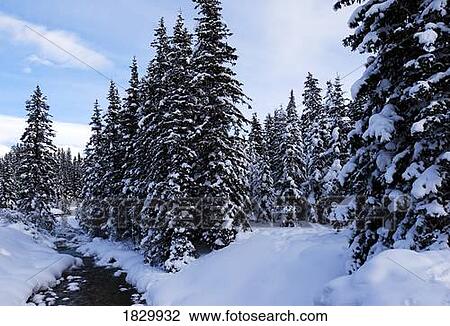 Stock Image - Forest in snow, Lake Louise, Banff, Alberta, Canada. Fotosearch