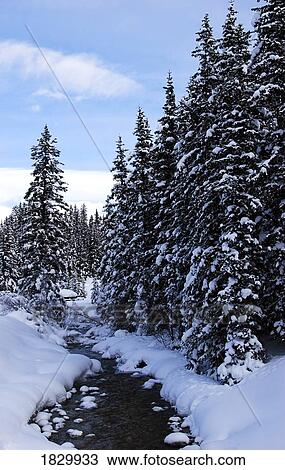 Forest in snow, Lake Louise, Banff, Alberta, Canada View Large Photo Image Stock Image - Forest in snow, Lake Louise, Banff, Alberta, Canada. Fotosearch