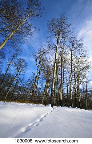 Stock Photo - Forest in winter. Fotosearch